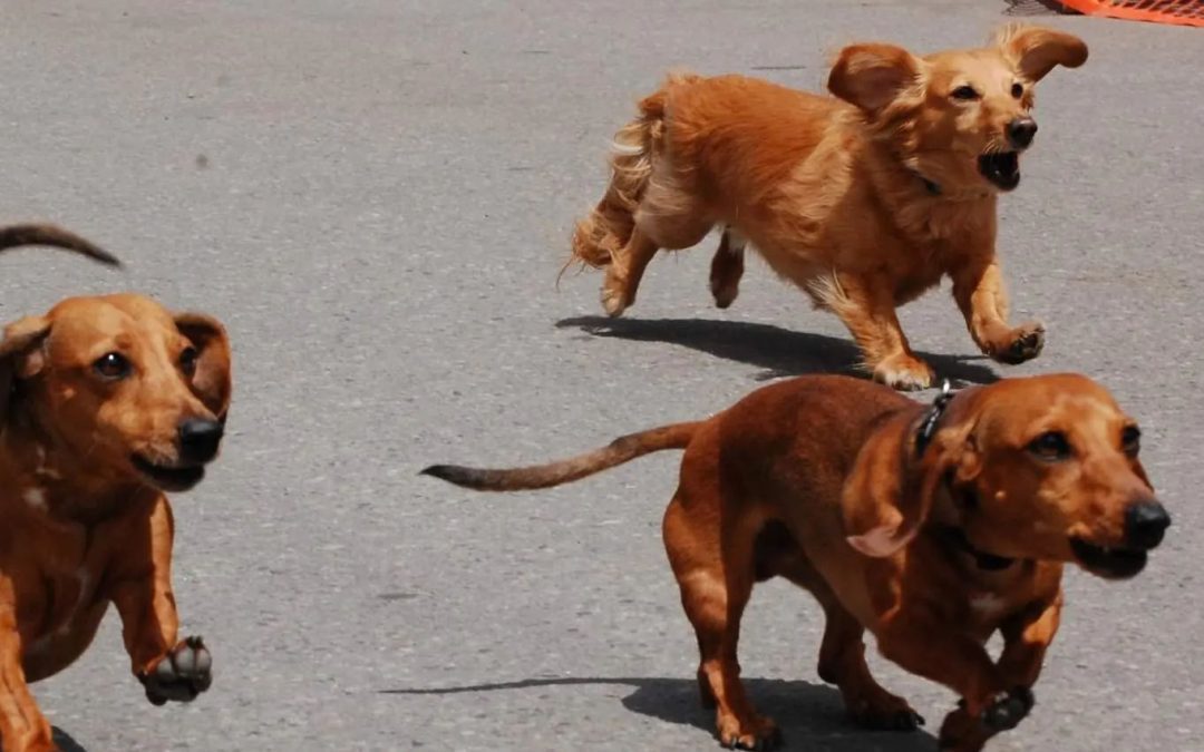 The Wiener Dog Races RETURN