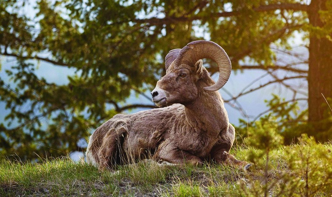 Win for Radium Bighorn Sheep