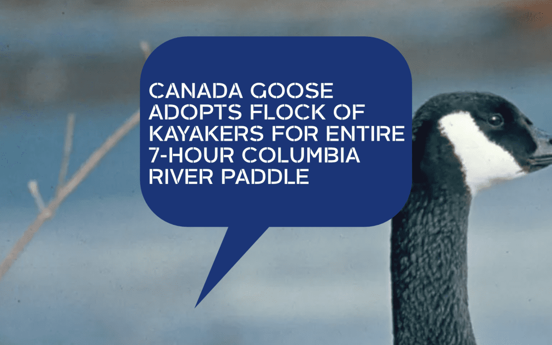 CANADA GOOSE ADOPTS FLOCK OF KAYAKERS FOR ENTIRE 7- HOUR COLUMBIA RIVER PADDLE